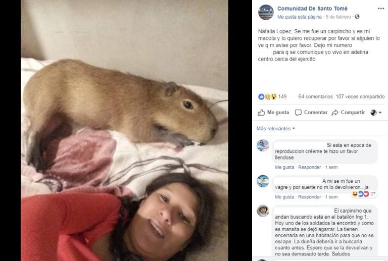 Natalia publicó un desesperado mensaje para que la ayudaran a encontrar a su carpincho. (Facebook)