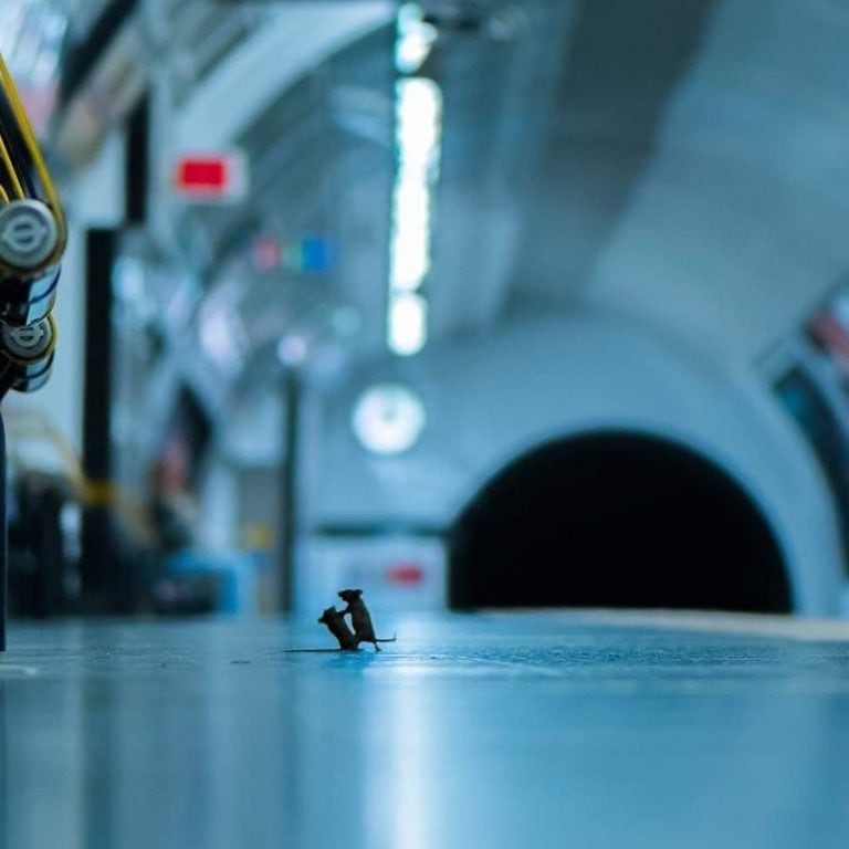 La foto de dos ratones peleando en el subte fue elegida como la mejor del año