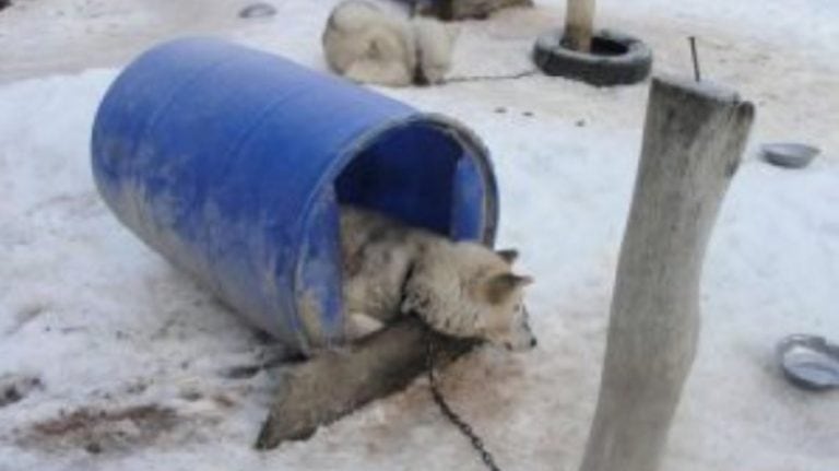 Maltrato Animal en Valle de Lobos - Ushuaia