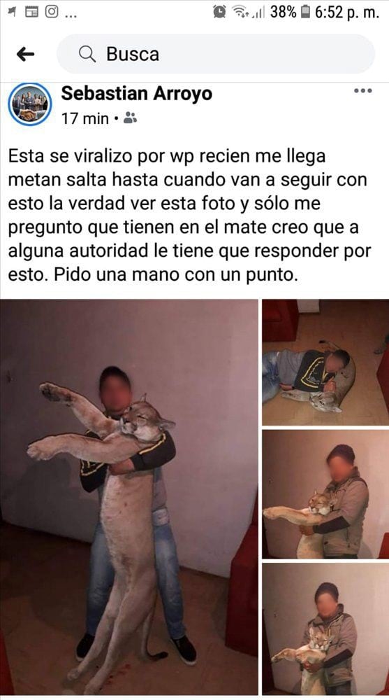 Indignación en las redes por las fotos de unos cazadores posando con un puma muerto (Web)