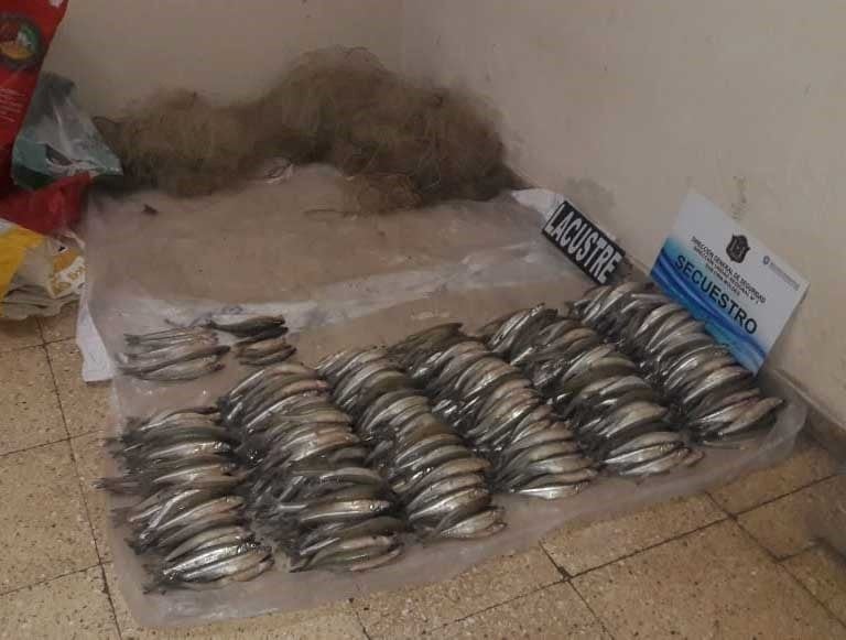 Pescó 556 pejerreyes de manera ilegal, pero lo descubrieron y se los incautaron. (Policía de Salta)