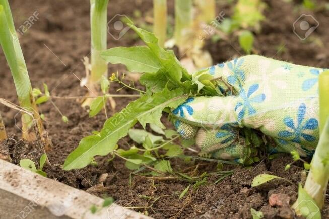 Tips para cuidar nuestros cactus y crasas