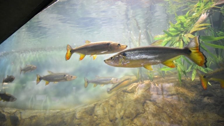 El Acuario planificó una serie de actividades especiales para vacaciones de invierno. (Archivo)