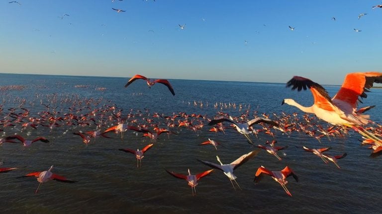 Vuelo de Flamenco Austral en el Mar de Ansenuza