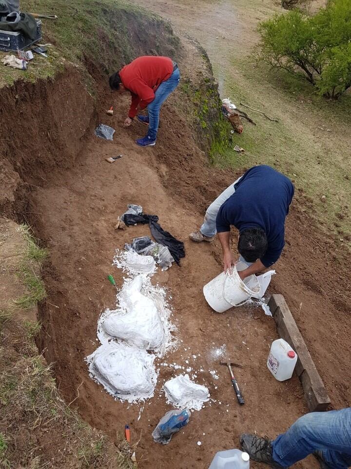 Descubren cerca de San Pedro el ejemplar de ciervo fósil más completo de Argentina