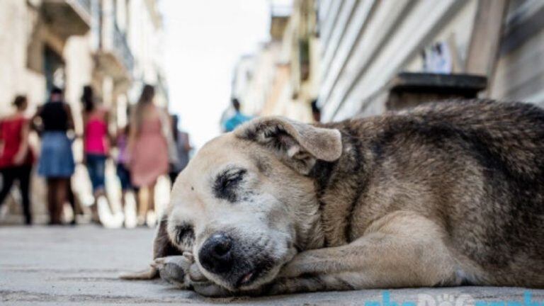 Perros callejeros.
(Imagen Ilustrativa)