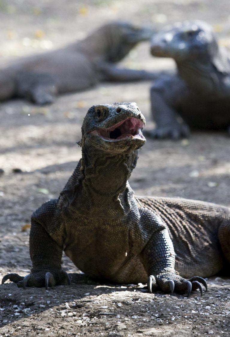 NAG019 ISLA RINCA (INDONESIA) 3/12/2010.- Un ejemplar de dragón de Komodo, en la indonesia isal Rinca, parte del Parque Nacional Isla Komodo, hoy, viernes, 3 de diciembre de 2010. En la actualidad hay de 4.000 a 5.000 dragones de Komodo viviendo en estado salvaje. Este parque es uno de los candidatos para entrar en la lista de las Diete Maravillas del Mundo  EFE/Made Nagi

 ISLA RINCA INDONESIA  dragones dragon de Komodo Parque Nacional Isla Komo animales que viven en el parque