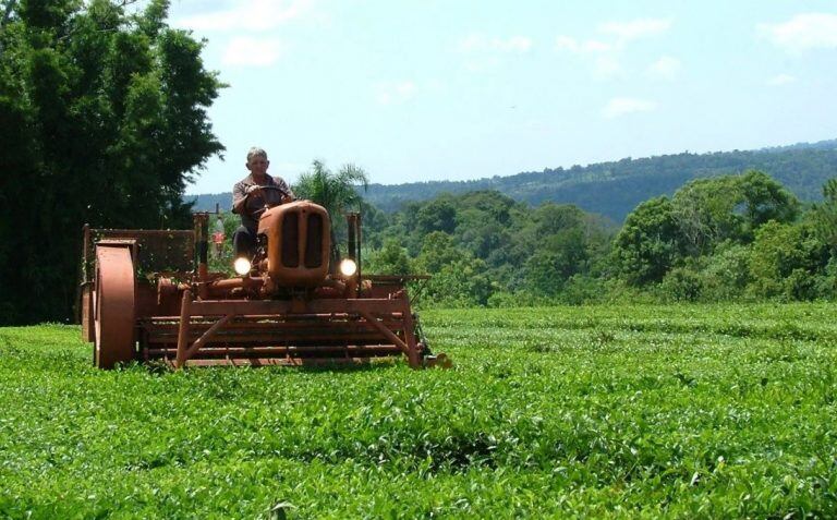 Cosecha de té en Misiones.