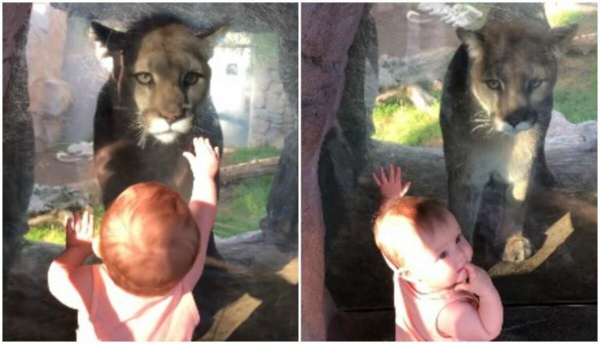 Viral: la sorprendente reacción de un bebé al encontrarse cara a cara con un puma