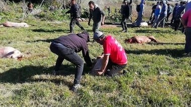 La policía llegó a intervenir y aprehendió a 20 de los protagonistas de esta carnicería, de la que sobrevivieron apenas tres animales.