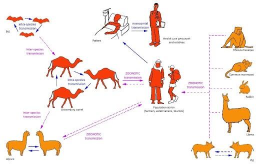 La familia Covid es portado por diferentes animales