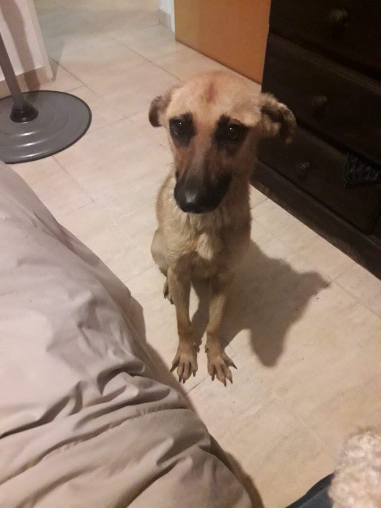 Sari, la perrita maltratada y que fue rescatada por Patitas de Perro y está en adopción para buscarle un hogar. (Patitas de Perro)