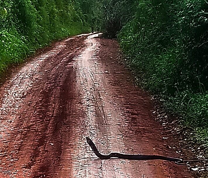 En una de las fotos de ve a la serpiente y a los felinos.