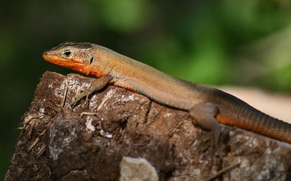 ¿Por qué unas lagartijas misteriosas tienen sangre verde?