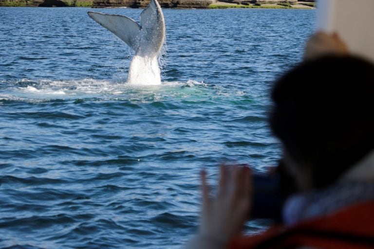 Ballenas en Chubut.