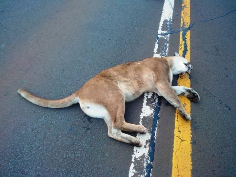 Atropellaron a un puma en Parque Iguazú. (Foto: Misiones Online)