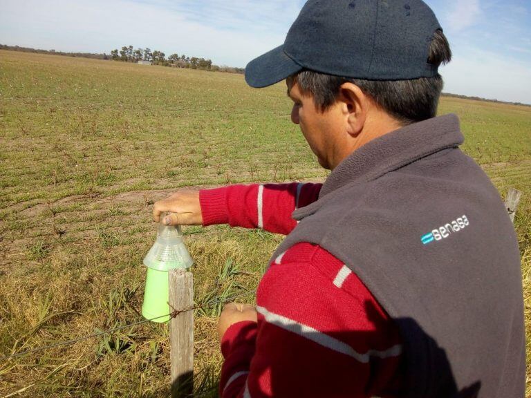 Agentes del Senasa llevan adelante un monitoreo para evitar el avance del picudo algodonero en Chaco.