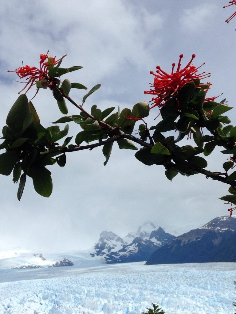 El Calafate parque nacional los glaciares