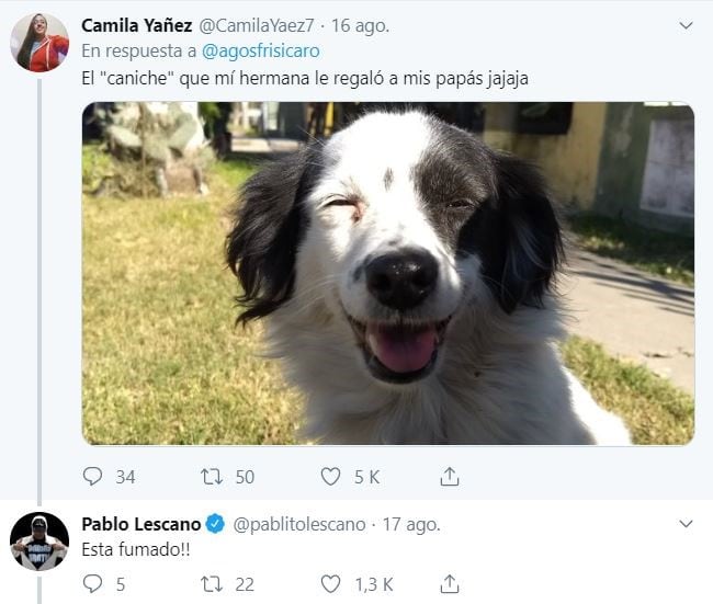 El hilo sobre perritos que iban a ser de raza, pero no. (Foto: captura Twitter)