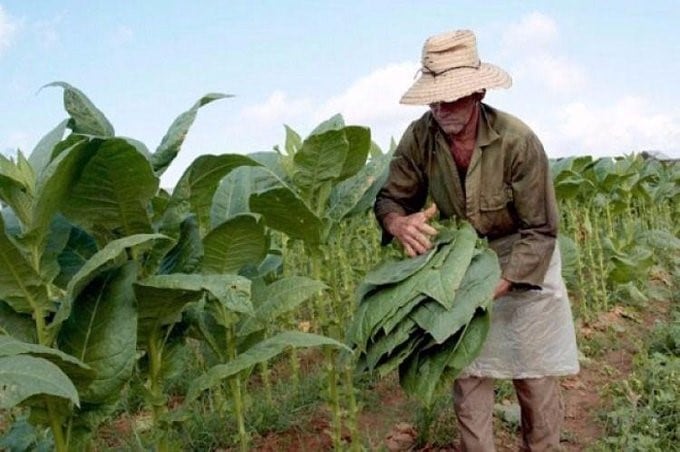 Tabacalero recogiendo hojas del producto en una chacra de Misiones. (MisionesOnline)