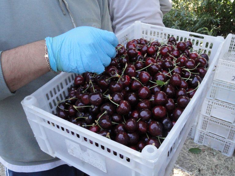 Hay tres mil hectáres de cultivo para cerezas (web).