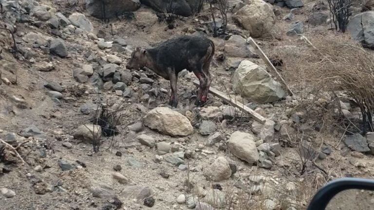 La muerte masiva de animales podría generar una seria contaminación en el Valle de Uco.