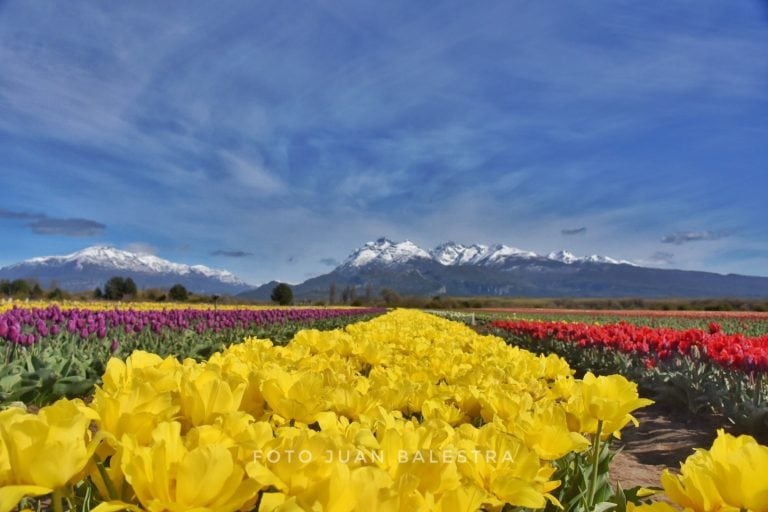 Campo de tulipanes en Trevelin. Una de las maravillas del país.