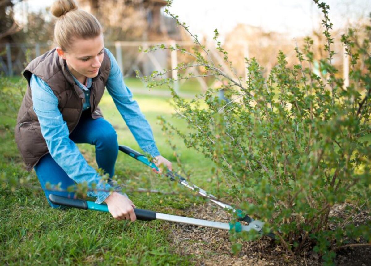 ¿Cómo mantener la humedad de las plantas con las estufas al máximo?
