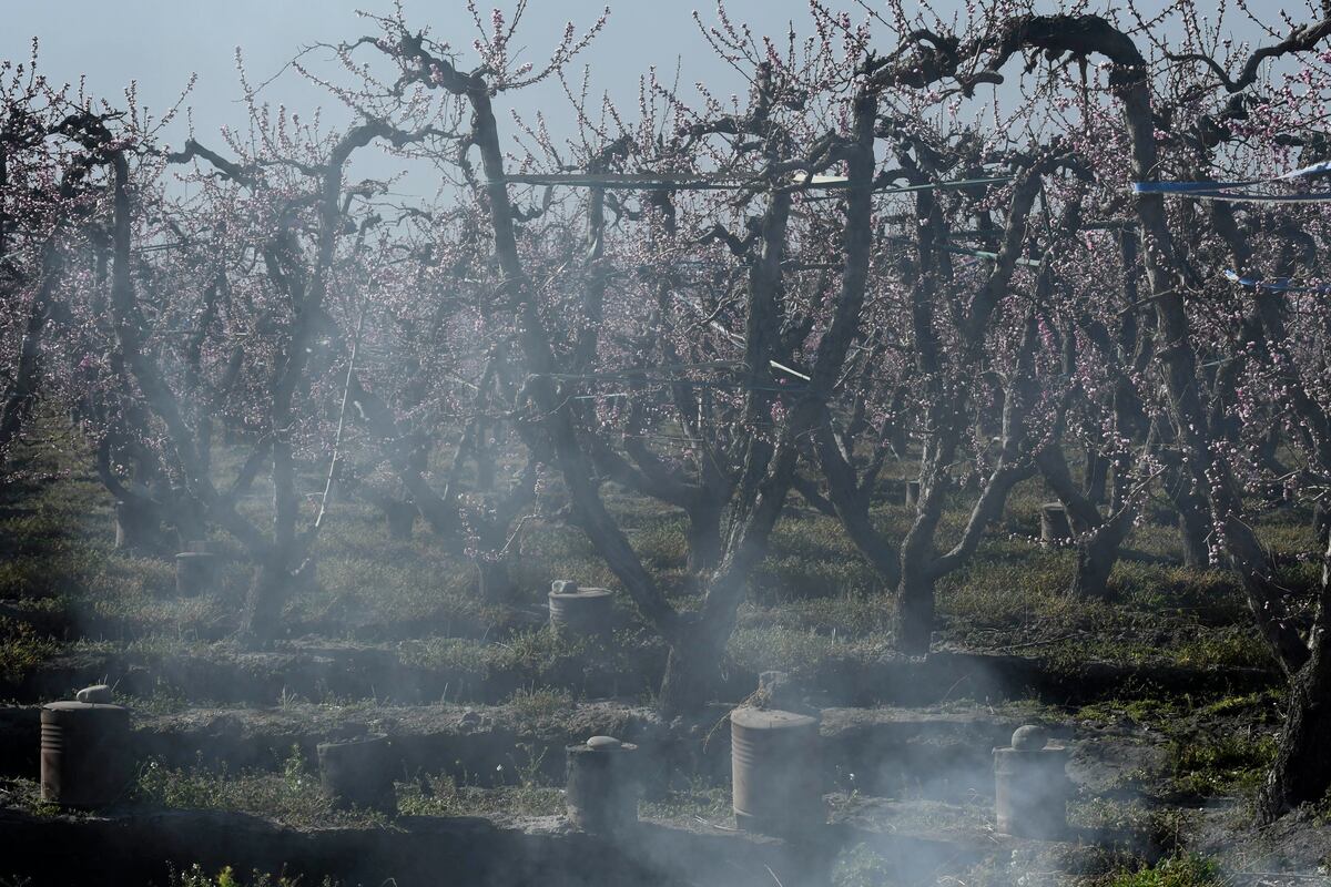 Temor por los daños de la helada: el termómetro fue más allá de los 5 grados bajo cero