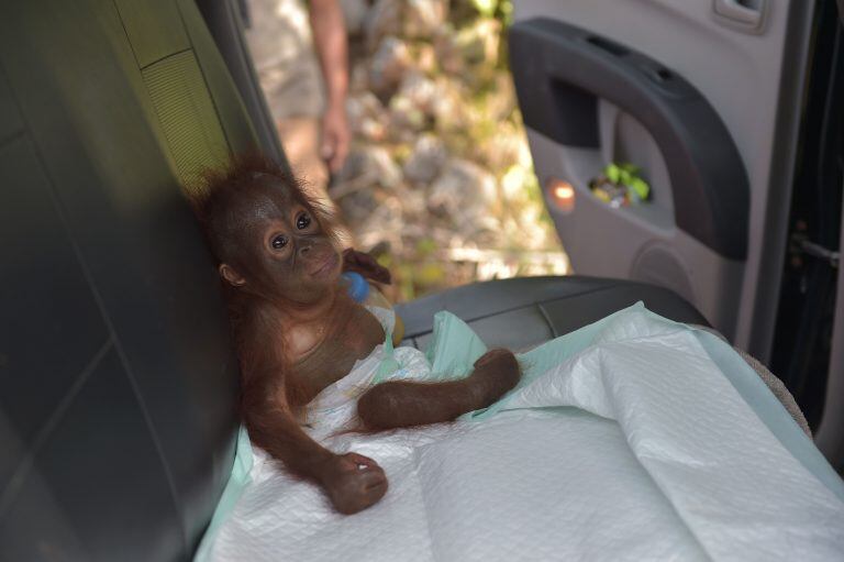 Momento en el que el pequeño animal es llevado a un refugio animal. (AFP)