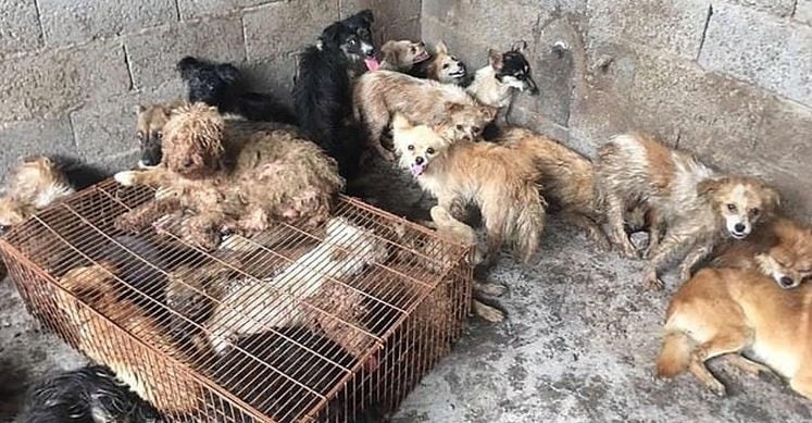 Rescataron decenas de perros que iban a ser cocinados en un festival de China (Foto: Daily Mail)