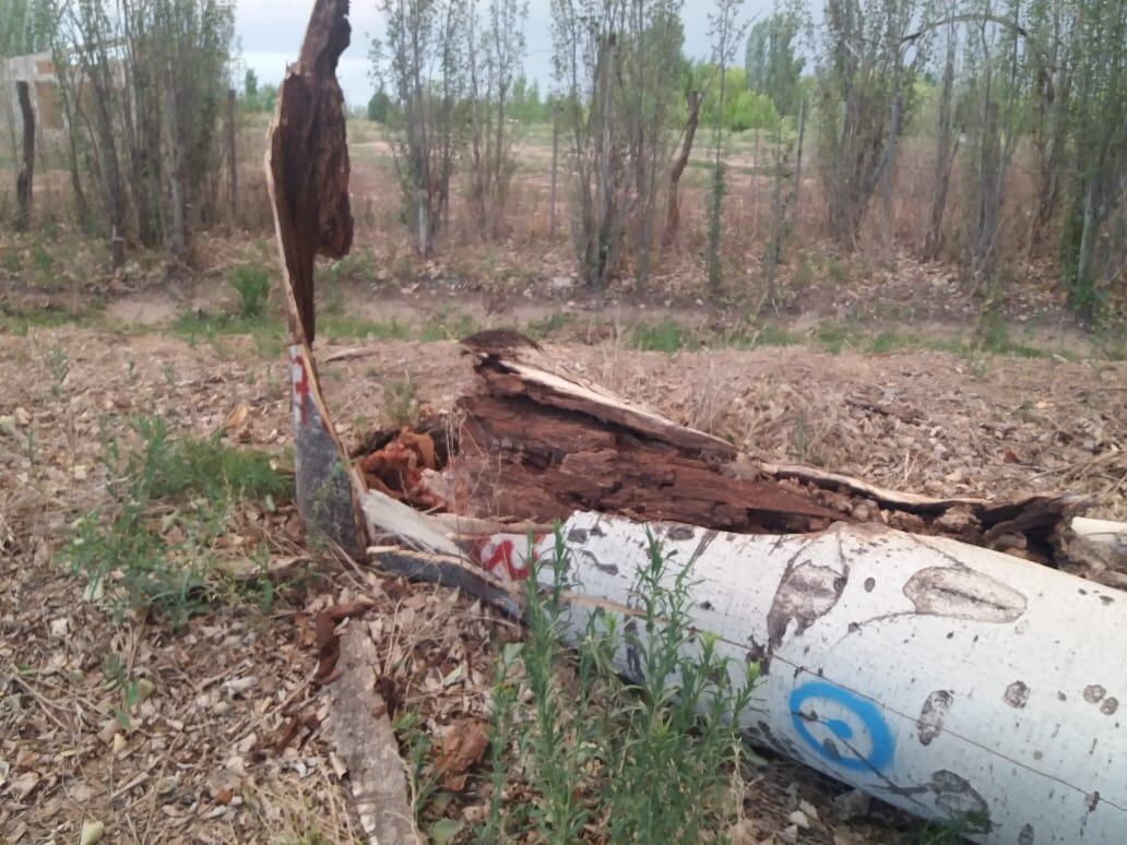 Árboles caídos a causa del fuerte viento. Gentileza  