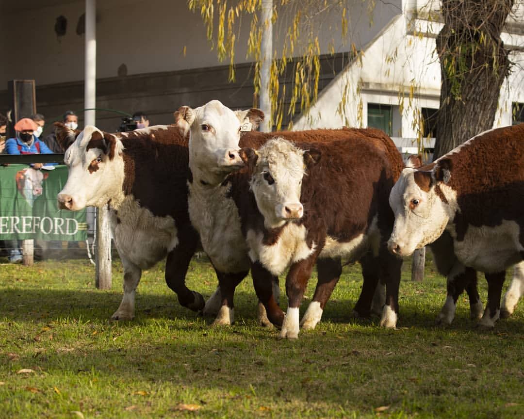 Hereford y Shorthorn realizarán sus exposiciones de primavera en la Sociedad Rural de Azul