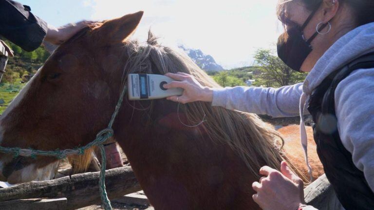 Campaña para chipear Caballos