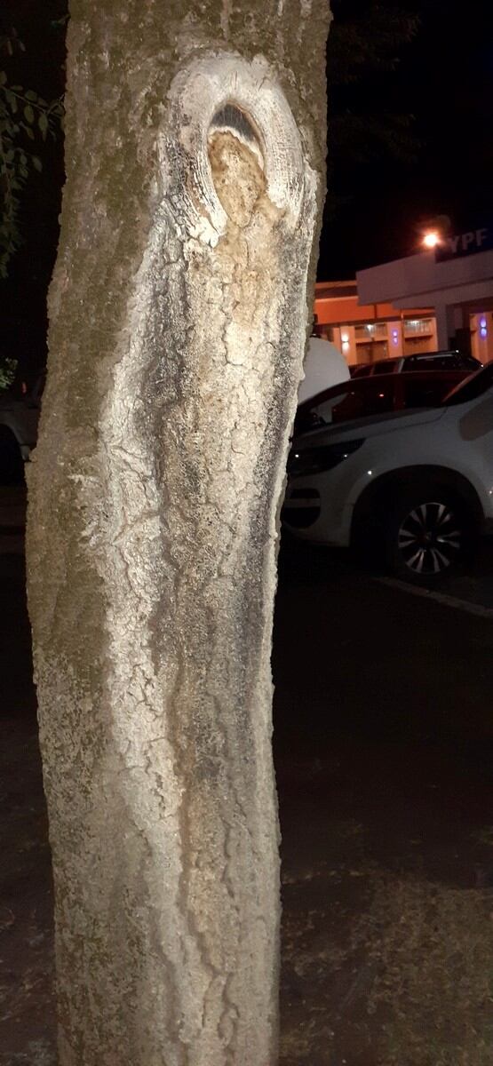 Apareció una imagen de la virgen en el tronco de un árbol