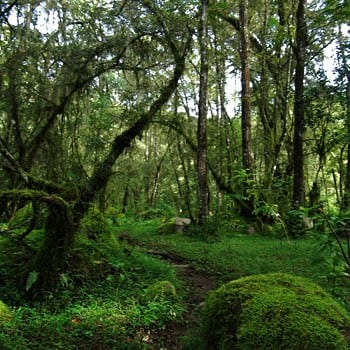 Los paisajes de yungas en la reserva El Nogalar, en Los Toldos.