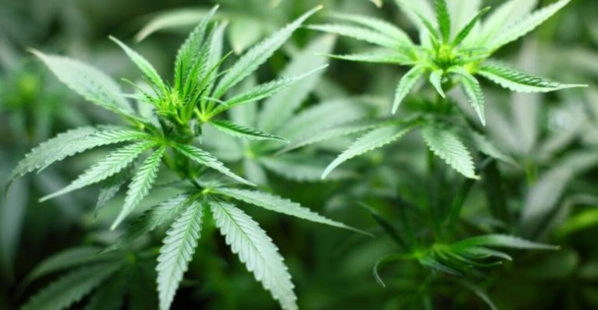 Excarcelarán a dos detenidos en la causa de "la clínica de la marihuana"