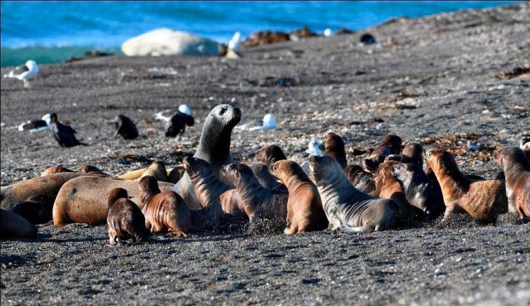 .Avistaje de lobos marinos.