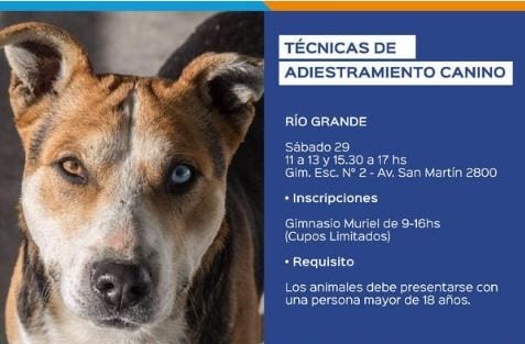 Técnicas de adiestramiento canino