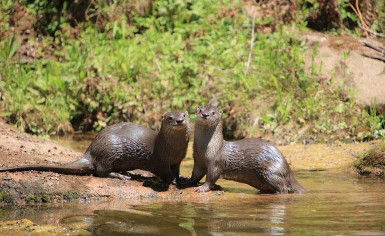 Lobitos de río. Parque Nacional El Rey