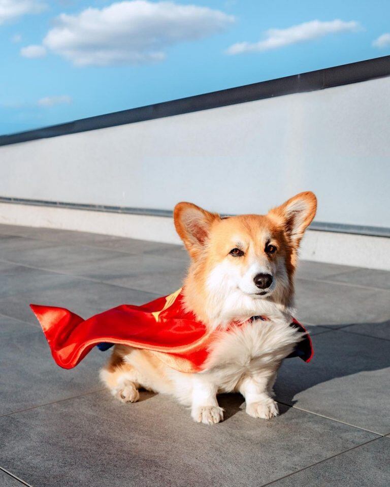 Maxine, el Corgi que es una estrella de las redes sociales.