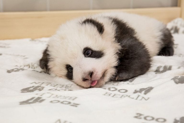 Oso panda Berlin
(Twitter/@zooberlin)