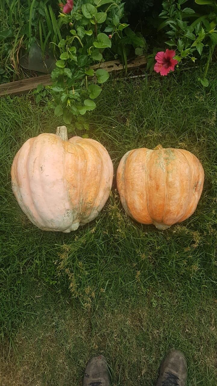 Zapallos cosechados en el patio de su casa