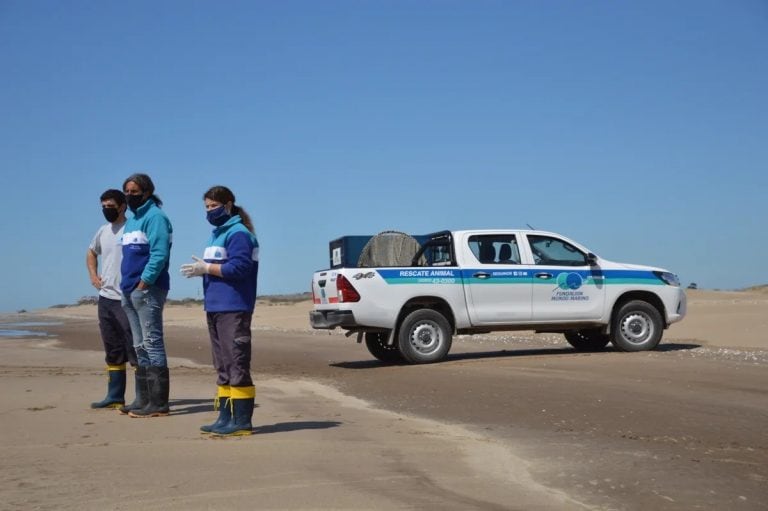 Volvió al mar el lobo marino rescatado en Quilmes (Foto: Mundo Marino)