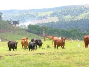 Ganado criado en Misiones en el sotobosque y con pasto natural. (MOL)