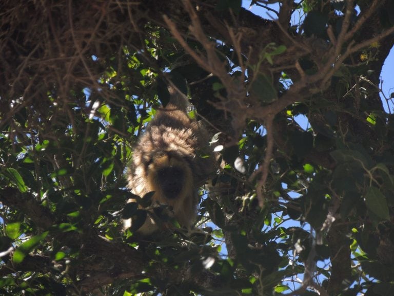 Monos en la zona que rodea al río Correntoso, en Santa Fe.