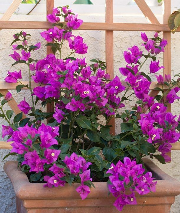 Bougainvillea brasiliensis fue uno de los grandes hallazgos de Baret. (web)