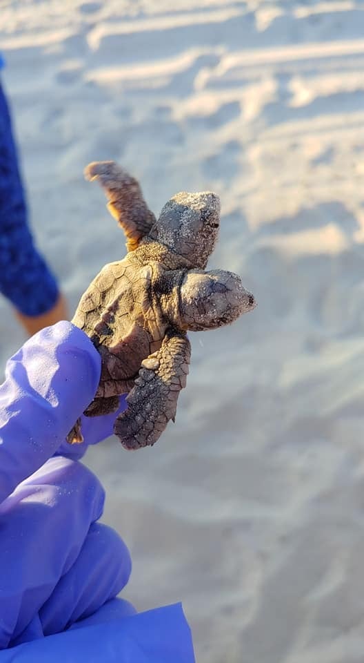 La tortuga de mar de dos cabezas fue bautizada Squirt and Crush, en honor a los personajes de la película Buscando a Nemo.(Foto: Gentileza Daily Mail )