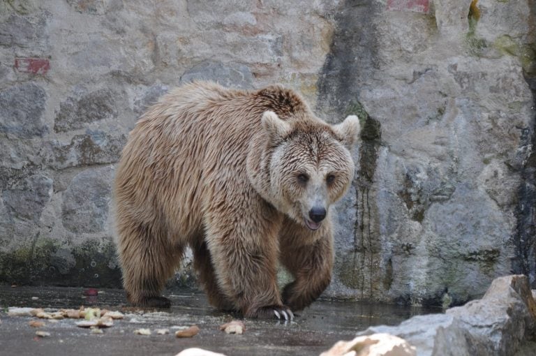 Osos pardos en el Zoológico de Córdoba serían trasladados a un santuario.