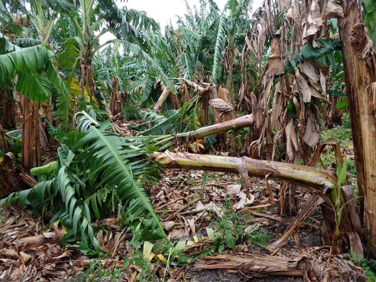 Las plantaciones fueron afectadas en gran parte por el granizo